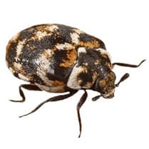ANT - Acarien.info, προϊόντα κατά των ακάρεων