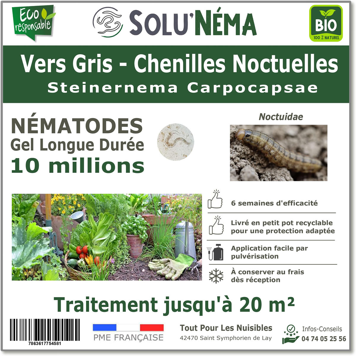 Treatment against cutworms with nematodes Steinernema Carpocapsae 10 million SC