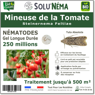 250 Million nematodes to treat tomato leaf miner larvae