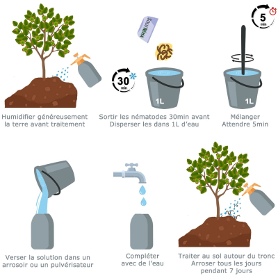 Diagramma Nematodi HB Balanin nocciola