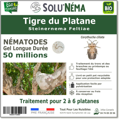 Nematoden-Tiger-der-Platane-50-Millionen