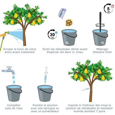 Plan leczenia nicieni z drzew owocowych Zeuzere SC