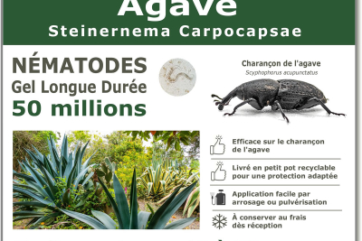 Nematode SC - 50 million - 10 to 20 agaves