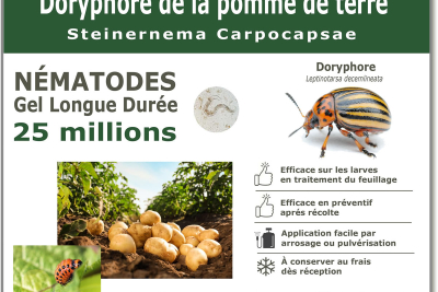 25 milioni di nematodi per curare le larve dello scarabeo della patata del Colorado