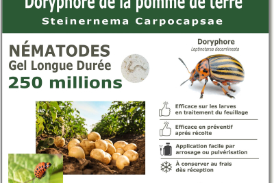 250 milioni di nematodi per curare le larve dello scarabeo della patata del Colorado