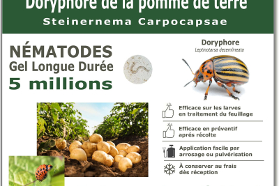 5 milioni di nematodi per curare le larve dello scarabeo della patata del Colorado
