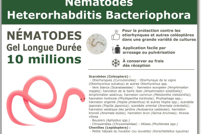 10 millones de nematodos Heterorhabditis Bacteriophora (HB)