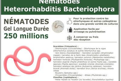 50 εκατομμύρια νηματοειδείς βακτηριοφόρα (HB) ετεροραβδίτιδας