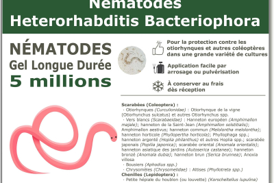 5 milioni di nematodi Heterorhabditis Bacteriophora (HB).