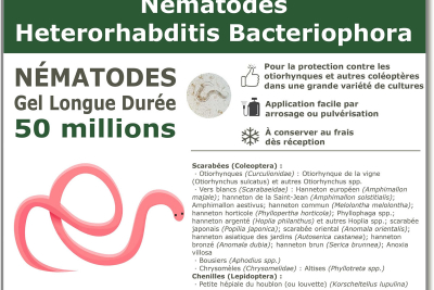 50 milioni di nematodi Heterorhabditis Bacteriophora (HB).