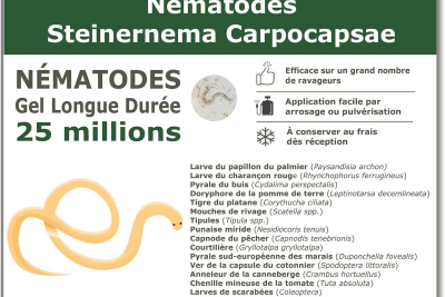 25 milioni di Steinernema Carpocapsae (SC) Nematodi