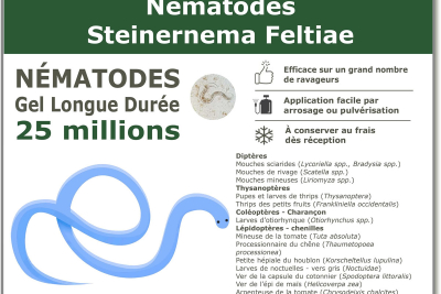 25 Millionen Steinernema Feltiae-Nematoden (SF)