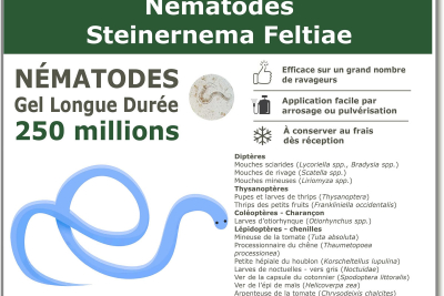 250 Millionen Steinernema Feltiae-Nematoden (SF)